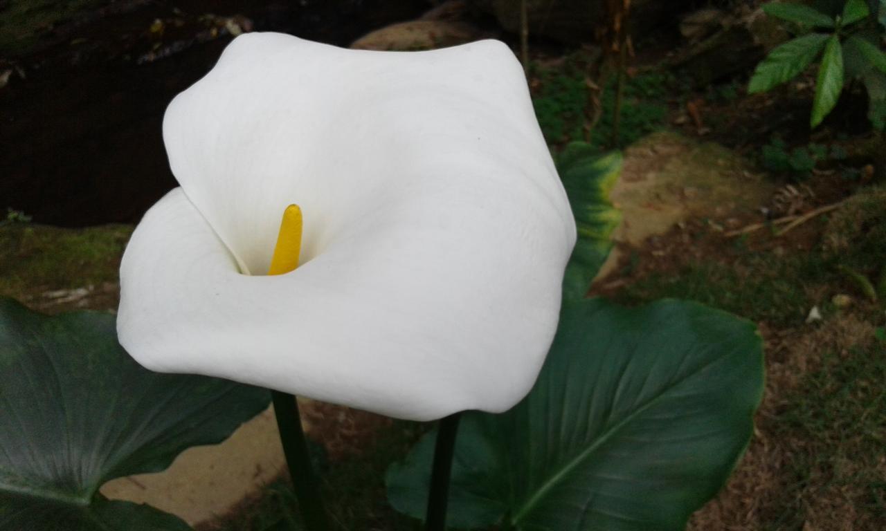 Pousada Águas da Mata Brejetuba Exterior foto